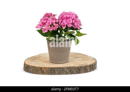 Decorative potted Hydrangea on wood. Stock Photo