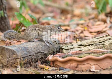 Beautiful of Menetes berdmorei (Indochinese ground squirrel, Berdmore's ground squirrel , Burmese Striped Squirrel , Tamiops mcclellandii)  drink wate Stock Photo