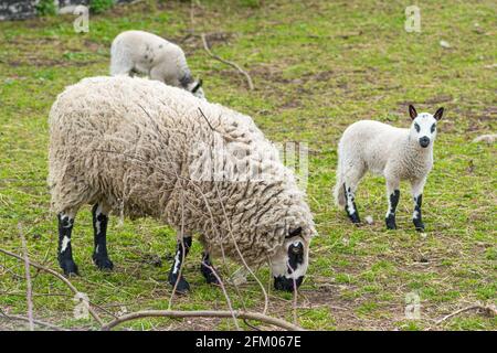 Flock of Kerry Hill sheep, is a breed of domestic sheep originating in the county of Powys in Wales, wool is white, with lambs Stock Photo