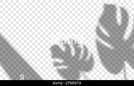 Transparent shadow overlay effects. Scenes of natural lighting. The monstera leaves and window frames overlays shadows. Vector illustration Stock Vector