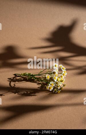 Bunch of white chamomiles on brown background in sunlight with dark shadows.The concept of purity, freshness, Trendy and modern, aesthetic, minimalism Stock Photo