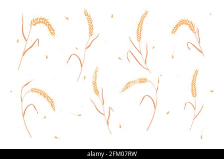 Set of dry wheat or rye grain ears flat style design vector illustration. Stock Vector