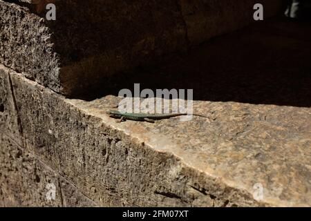Lizard sunbathing on a medieval wall, Abbaye du Thoronet, Provence Stock Photo