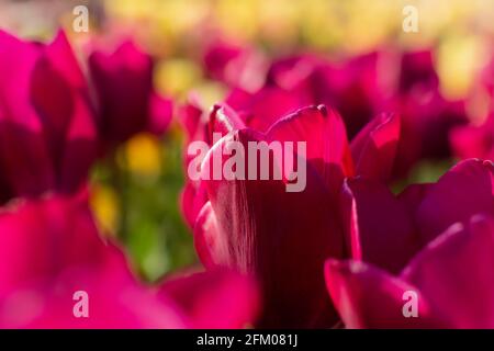 Spring flowers tulips close-up in the garden. Bright purple background in the sunlight. Full frame with blurred background. The concept of spring, Mot Stock Photo