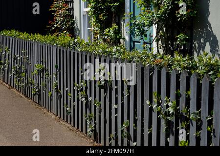 Grey wooden picket fence and hedge in front garden of house,England Stock Photo