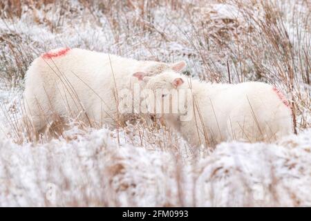 Near Ffair-Rhos, Ceredigion, Wales, UK. 05th May 2021 UK Weather: Two lambs standing on the snowy ground after overnight and continuing snowfall this morning near Ffair-Rhos in Ceredigion. © Ian Jones/Alamy Live News Stock Photo