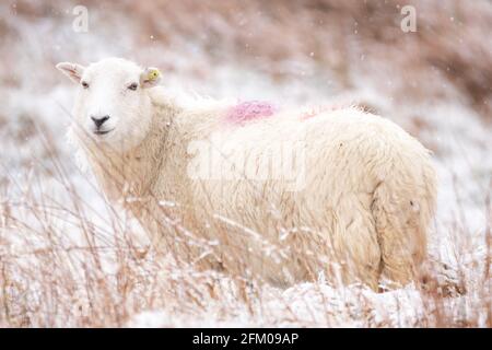 Near Ffair-Rhos, Ceredigion, Wales, UK. 05th May 2021 UK Weather: A ewe stands on the snowy ground after overnight and continuing snowfall this morning near Ffair-Rhos in Ceredigion. © Ian Jones/Alamy Live News Stock Photo