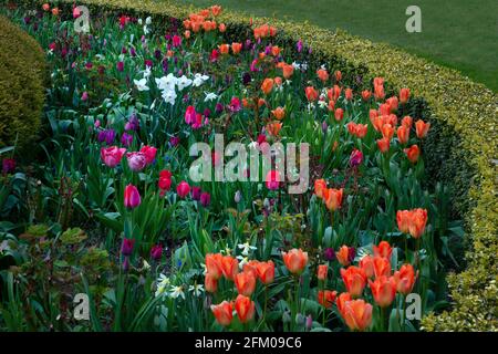 Spring Flower bed, England Stock Photo