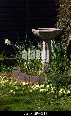 Stone Bird Bath in spring English garden, England Stock Photo