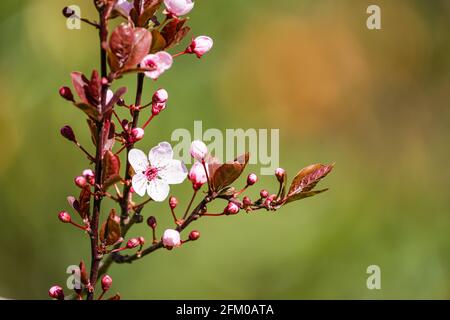 Blossoms of a Higan cherry (Prunus subhirtella), a japanese cherry tree, in full bloom. Stock Photo