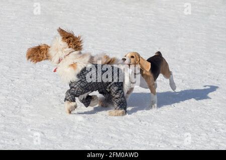 Cute english beagle puppy and english cocker spaniel are playing in the winter park. Pet animals. Purebred dog. Stock Photo