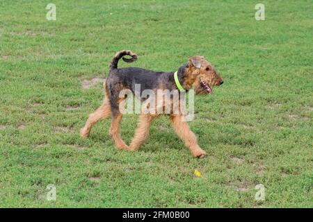 Cute airedale terrier is running on a green grass in the summer park. Pet animals. Purebred dog. Stock Photo