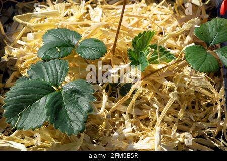 Strawberry or fragaria bush in the garden protected by straw at april Stock Photo
