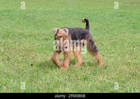 Airedale terrier is walking on a green grass in the summer park. Bingley terrier or waterside terrier. Pet animals. Purebred dog. Stock Photo