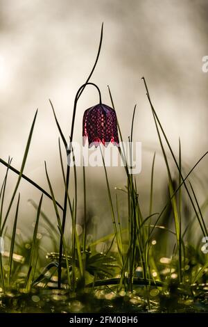 A purple Snake's Head flower (Fritillaria meleagris) in full bloom on a meadow. Stock Photo