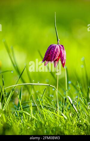 A purple Snake's Head flower (Fritillaria meleagris) in full bloom on a meadow. Stock Photo