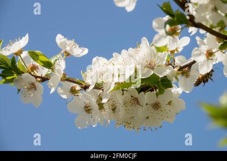 Prunus domestica syriaca flowers close up Stock Photo