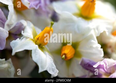 Image of beautiful open white with yellow core of two potato flowers on natural floral background with blurred edges. Botanical composition of garden Stock Photo