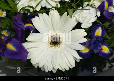 Close-up of large beautiful white gerbera flower surround by purple irises white daisies carnations and greenery. bouquet of flowers or features of fl Stock Photo