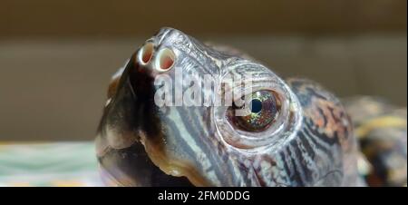 Freshwater Turtle Name : map turtles select focus with note and eye on blur background. Stock Photo