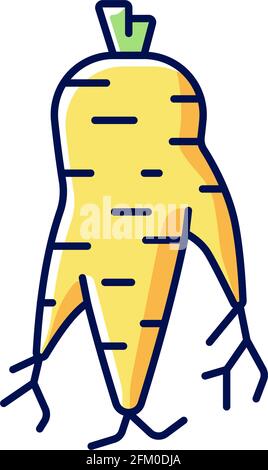 Korean ginseng root RGB color icon Stock Vector