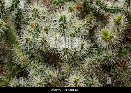A prickly Cylindropuntia Tunicata in the Botanic gardens in Adelaide Australia. The plant is a native of Mexico.