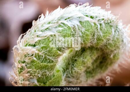 Selective focus shot of a wild Fiddlehead, ostrich fern, also known as Matteuccia struthiopteris Stock Photo