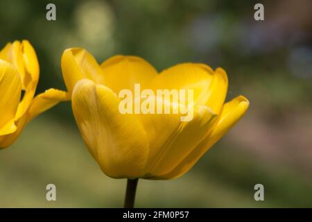 Bright yellow tulip flower, Tulipa Darwin Golden Oxford hybrid, blooming in spring, close-up side view with background blur Stock Photo