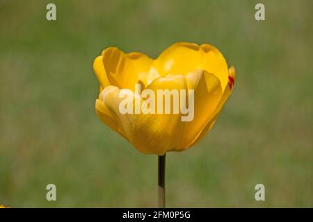 One bright yellow tulip flower, Tulipa Darwin Golden Oxford hybrid, blooming in springtime, side view, Shropshire, UK Stock Photo