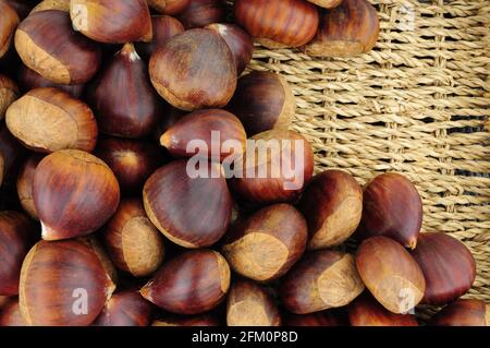 Fresh ripe uncooked Spanish chestnuts in shells background Stock Photo