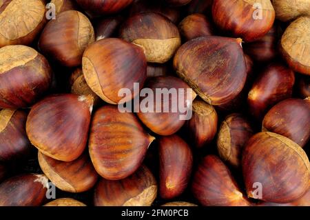 Fresh ripe uncooked Spanish chestnuts in shells background Stock Photo