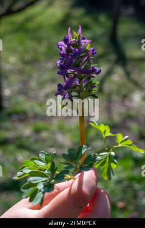 Hands holds Hollow lark spur, Corydalis cava, in spring. Stock Photo