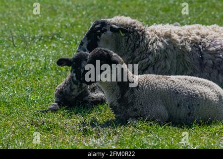 Free range sheep family resting on a british grassland in sunny day. Sheep and two young lambs sitting together calmly Stock Photo