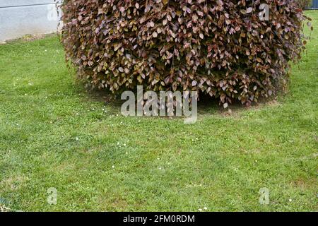 reddish foliage of Fagus sylvatica pendula Stock Photo