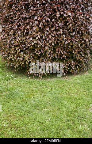 reddish foliage of Fagus sylvatica pendula Stock Photo