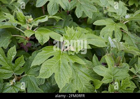 Hydrangea quercifolia  fresh leaves Stock Photo