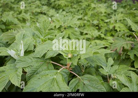 Hydrangea quercifolia  fresh leaves Stock Photo