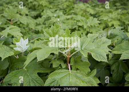 Hydrangea quercifolia  fresh leaves Stock Photo