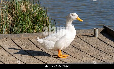 Single White Domesticated Aylesbury Pekin Peking Duck out of the water low level view showing white plumage and orange webbed feet on jetty Stock Photo