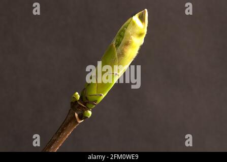 The distinctive cigar-shaped leaf bud of a Beech tree starts to open in spring. One of the last species of deciduous trees to naturally colonise UK Stock Photo