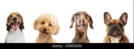 Close-up four cute dogs different breeds posing isolated over white studio background. Collage Stock Photo