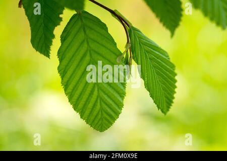 European Hornbeam, Carpinus Betulus Leaf Stock Photo
