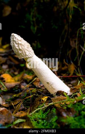 Common Stinkhorn Phallus impudicus white phallus shaped mushroom growing on leaf litter in the Highlands of Scotland Stock Photo