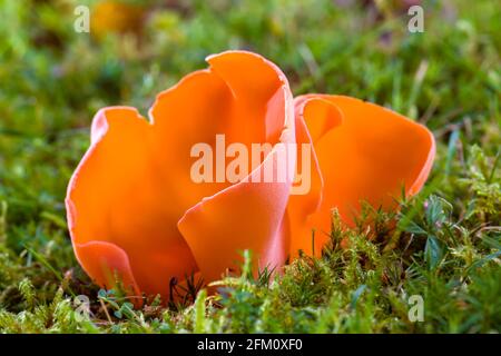 Salmon Salad or Apricot Jelly Guepinia helvelloides orange pink mushroom growing on grass in the Highlands of Scotland Stock Photo