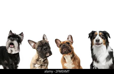 Close-up four cute dogs different breeds posing isolated over white studio background. Collage Stock Photo