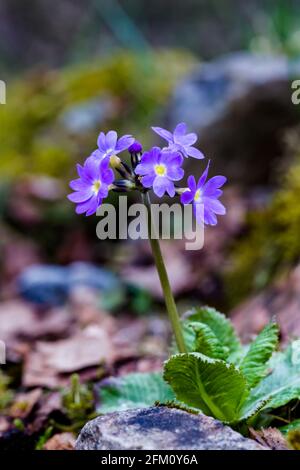 Scottish primrose Primula scotica small flowering Primulaceae with purple flowers with a yellow centre in the Highlands of Scotland Stock Photo
