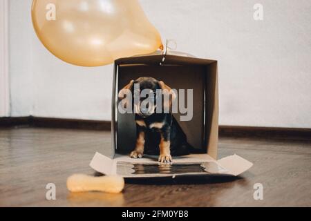Cute dachshund puppy with giftbox in present box. Small puppy is sitting in a cardboard box as birthday gift Stock Photo