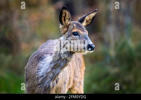 Female or doe Roe deer Capreolus capreolus her coat or pelage is in the process of moult or change. Highlands of Scotland Stock Photo