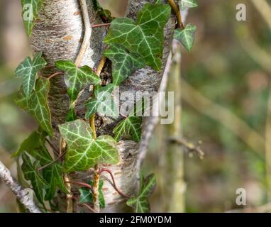 Ivy leaves wrapped around beech tree green leaves Stock Photo