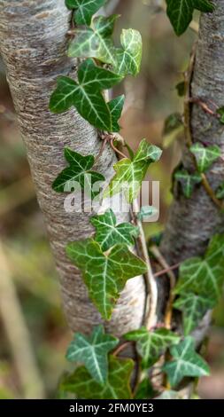Ivy leaves wrapped around beech tree green leaves Stock Photo
